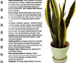 Kambarinių gėlių išpardavimas - nuotraukos Nr. 7
