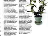 Kambarinių gėlių išpardavimas - nuotraukos Nr. 3