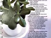 Kambarinių gėlių išpardavimas - nuotraukos Nr. 12
