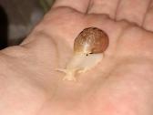 Achatina Afrikinės Sraigės - nuotraukos Nr. 3