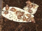 Achatina Afrikinės Sraigės - nuotraukos Nr. 4