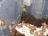 Achatina Afrikinės Sraigės - nuotraukos Nr. 5