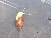 Achatina Afrikinės Sraigės - nuotraukos Nr. 6