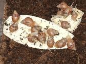 Achatina Afrikinės Sraigės - nuotraukos Nr. 7