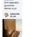 Britų trumpaplaukiai Čia ir dabar! - nuotraukos Nr. 12