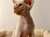 Kilmingas Devon Rex veislės kačiukas - nuotraukos Nr. 2