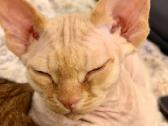 Kilmingas Devon Rex veislės kačiukas - nuotraukos Nr. 3