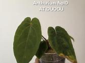 Augalai - nuotraukos Nr. 7