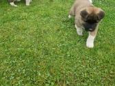 Amerikiečių akita šuniukas - nuotraukos Nr. 2