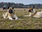 Amerikiečių akita šuniukas - nuotraukos Nr. 8
