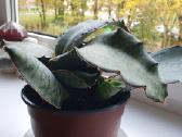 Didelis sukulentas - nuotraukos Nr. 3