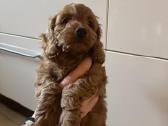 Cockapoo paskutinis berniukas - nuotraukos Nr. 2