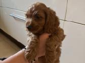 Cockapoo paskutinis berniukas - nuotraukos Nr. 6