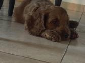 Cockapoo paskutinis berniukas - nuotraukos Nr. 7