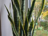 Trys dideli kardeliai - nuotraukos Nr. 4