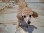 Maltipoo - nuotraukos Nr. 7