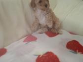 Maltipoo - nuotraukos Nr. 2