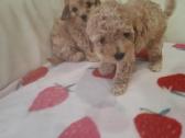 Maltipoo - nuotraukos Nr. 3