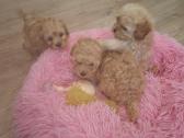 Maltipoo - nuotraukos Nr. 4