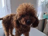 Maltipoo - nuotraukos Nr. 8