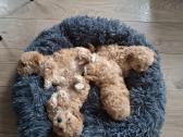 Maltipoo - nuotraukos Nr. 5