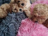 Maltipoo - nuotraukos Nr. 6