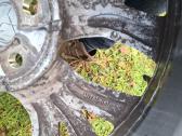 Ratai r18 5114,3 su vasarinėmis padangomis - nuotraukos Nr. 6
