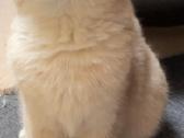 Britukai iš Amber Villard Cattery - nuotraukos Nr. 8