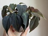 Filodendrai, epipremnum, monstera - nuotraukos Nr. 2