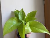 Filodendrai, epipremnum, monstera - nuotraukos Nr. 3