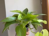 Filodendrai, epipremnum, monstera - nuotraukos Nr. 4