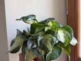 Filodendrai, epipremnum, monstera - nuotraukos Nr. 5