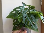 Filodendrai, epipremnum, monstera - nuotraukos Nr. 6