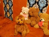Toy pudeliukas trijų mėnesių - nuotraukos Nr. 5