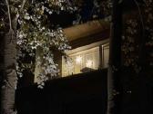 Zara Home dekoratyvinis LED medelis - nuotraukos Nr. 3