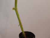 Margenis šaknydinimui, 49 cm - nuotraukos Nr. 3
