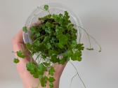 Hydrocotyle tripartita terariumams - nuotraukos Nr. 3