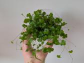 Hydrocotyle tripartita terariumams - nuotraukos Nr. 2