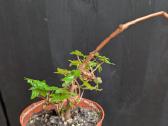 Begonia dregeii - nuotraukos Nr. 2