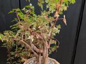 Begonia dregeii - nuotraukos Nr. 4