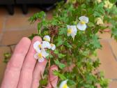 Begonia dregeii - nuotraukos Nr. 3