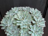 Echeveria - nuotraukos Nr. 2