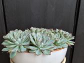 Echeveria - nuotraukos Nr. 3
