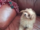 Pomapoo Mergytės - nuotraukos Nr. 8