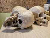 Kaukolės anatominis modelis 3D - nuotraukos Nr. 4