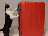 Suitcase / Lagaminas, 64 x 45 x 30 cm - nuotraukos Nr. 7