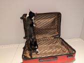 Suitcase / Lagaminas, 64 x 45 x 30 cm - nuotraukos Nr. 13