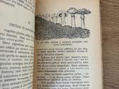 Grybų pasaulis (tarpukario laikų knyga) - nuotraukos Nr. 3