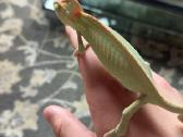 Roplys Jameno chameleonas - nuotraukos Nr. 2