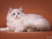 Ragdoll - nuotraukos Nr. 2